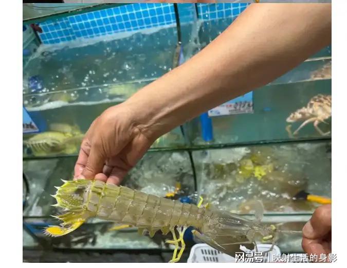 4只皮皮虾事件后续：出租车司机被开除，顾客坚持认为司机收了钱